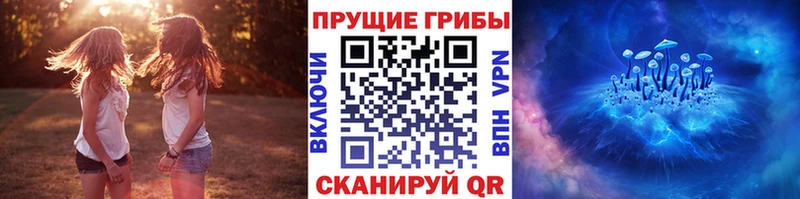 Купить  Каменка  Псилоцибиновые грибы Psilocybine cubensis 